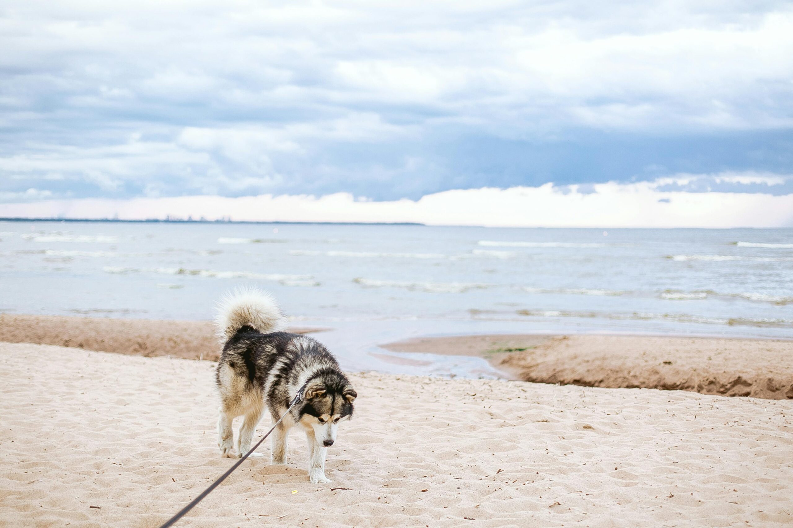 Husky-type dog walking on lead on a beach